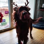 Nora - @sam_bin_ein_netter_hund - Instagram