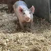 Sam Olson🦌🐄🚜🦆 - @swiss932 - TikTok
