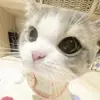 sam pattison - @sam.pattison - TikTok