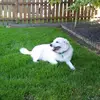 sampattillo777 - @sampattillo777 - TikTok
