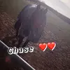 Equestrian Bitchez🐴 - @sam_pearl_alfie_biscuit - TikTok