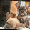 Sam & Pearl! 💗🌎 - @frenchbulldogssss - TikTok
