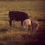 Sam Peeples - @thepeeplesfarm - Instagram