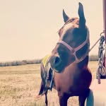 Samantha Persinger - @teaandponies - Instagram