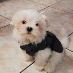 Piccolo Sam - @ilpiccolosam - Instagram