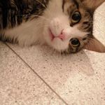 @piccolo_sam_gatto - Instagram