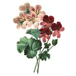 Sam Pierson - @wildgeraniums_ - Instagram