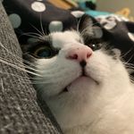 Sam Pierson - @a_rat_god - Instagram