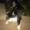 Samantha Pollock - @samantha_pollock - TikTok