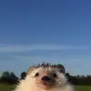 Sam Raphael - @samraphael0 - TikTok