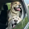 Sammy and Winston and me - @samrichards185 - TikTok