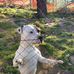 Sam Ringo - Facebook