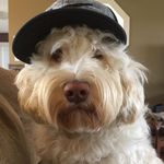 Sam Robichaud - @sam_robichaud72 - Instagram