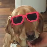 Samuel Robillard - @big_fat_rosie_dog - Instagram