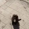 Samtiago Rohrer - @samtiagorohrer - TikTok
