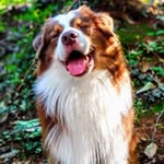 Sam il rosso - @sam_the_red_aussie - Instagram