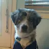 Sam The Dogg Rovner - @samthedoggrovner - TikTok