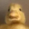 Sam Rowley - @thesamrowley - TikTok