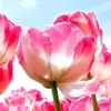 Sam - @samrules0392840947 - TikTok
