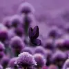 Sam Sallam - @sam.sallam5 - TikTok