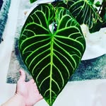 Sam Samara - @samgreenroom - Instagram