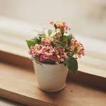 Samia Sam - @samsamia_ - Instagram