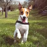 Sam 🐶 - @sam_schimmelspuerhund - Instagram