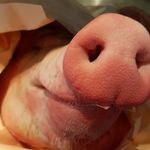 Sam Sealey - @sam_sealey87 - Instagram