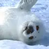 Sam_seals - @seals_sam - TikTok