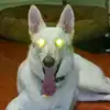Sam Selvan - @sam.selvan - TikTok