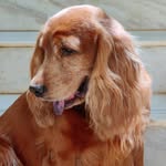 The king of Cocker-love 😍 - @sam_senanayake_the_spaniel - Instagram