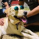 Sam | The Labrador Retriever | - @sam_seth__ - Instagram