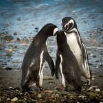 Sam Sevier - @drosophila33 - Instagram