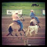 Sam Shahan - @topshelfquarterhorses - Instagram
