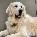 Sam - The Golden Retriever 🐶 - @sam_shalom_the_golden - Instagram