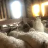 Sam shearing - @sam.shearing5 - TikTok