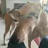 Sam_shearing - @sam_shearing - TikTok
