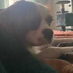 Sam Shell - @doggroomerextraordinaire - Instagram