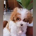 Samuel Korea Shinn - @samshinn2001 - Instagram
