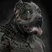 Sam Shock - Facebook
