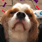 Sam the Cavalier - @samsims__ - Instagram