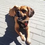 Rokis, Sam & Skipper - @paw_squad_lv - Instagram