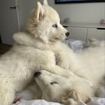 Samoyeds & Samsky - @samsky_family - Instagram