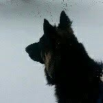 Samson Ray - @samson_germanshepherd - Instagram