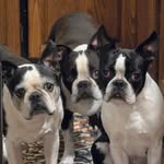 Sam Spike and Stewart - @that3doglife - Instagram