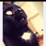 Sam Spike Seward - @sam_the_cat_06 - Instagram