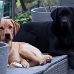 Sam und Spike im Labbiland - @sam_spike_im_labbiland - Instagram