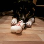 Sam Spinner - @samspinnerthedog - Instagram