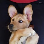 SAMY 🐶 - @sam.the.spinner - Instagram