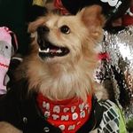 🦋🐾 🌸 Sam 🌸 🐾     🦋 M💓T 🦋 - @sam.spitz - Instagram